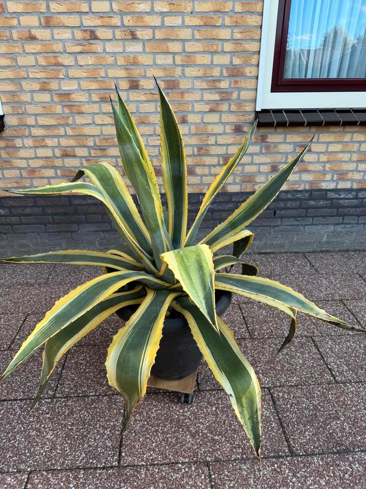 Grote Agave / Cactus - 1.10m hoog, 1.20m doorsnee, Tuin en Terras, Planten | Tuinplanten, Vaste plant, Overige soorten, Volle zon