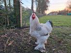 Brahma columbia haan, Dieren en Toebehoren, Pluimvee, Mannelijk, Kip