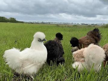 Gezocht als hobbymatig weide kippengrond beschikbaar voor biedingen