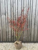 Hamamelis toverhazelaar xxl leverbaar in 2 bloemkleuren, Ophalen of Verzenden, Zomer, Overige soorten, Volle zon