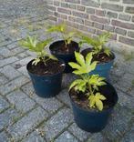 Te koop fatsia japonica ook wel vinger plant genoemd, Tuin en Terras, Planten | Tuinplanten, Ophalen