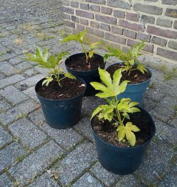 Te koop fatsia japonica ook wel vinger plant genoemd  beschikbaar voor biedingen