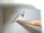 Gould amadines, Dieren en Toebehoren, Vogels | Overige Vogels, Meerdere dieren, Tropenvogel, Geringd