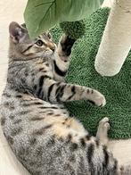 Gratis katertje, Dieren en Toebehoren, Meerdere dieren, Ontwormd