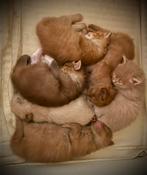 Prachtige en lieve raszuivere Ragdoll kittens stamboom, Dieren en Toebehoren, Katten en Kittens | Raskatten | Langhaar, Meerdere dieren