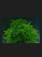 Diverse aquarium mos soorten garnalen vissen, Ophalen of Verzenden, Minder dan 100 cm