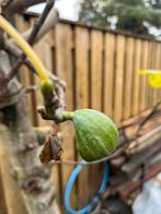 Oude Vijgenboom - 15 jaar oud, Tuin en Terras, Planten | Bomen, Bloeit niet, Overige soorten, 100 tot 250 cm, Ophalen
