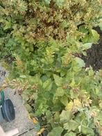 Vrouwenmantel stekjes, Tuin en Terras, Planten | Tuinplanten, Ophalen, Bodembedekkers, Vaste plant, Halfschaduw