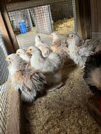 Cochin krul kriellen, Dieren en Toebehoren, Meerdere dieren, Kip