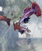 magenta black ear dragon guppen, Vis, Zoetwatervis