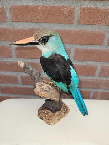 Prachtige opgezette Teugel ijsvogel H. m. forbesi beschikbaar voor biedingen