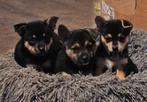 Prachtige Mini Jack Russell x Pomeriaan pups, Dieren en Toebehoren, Honden | Poolhonden, Keeshonden en Oertypen, Overige rassen