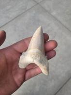 Otodus Sokolovi haaientand Marokko, Ophalen of Verzenden
