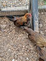 Gratis krielhaantje, Dieren en Toebehoren, Pluimvee, Mannelijk, Kip