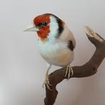 Opgezette vogel  putter distelvink taxidermy taxidermie, Ophalen of Verzenden, Zo goed als nieuw, Vogel, Opgezet dier