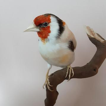 Opgezette vogel  putter distelvink taxidermy taxidermie  beschikbaar voor biedingen