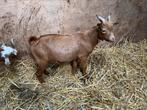 Lieve dwergbok te koop, Dieren en Toebehoren, Mannelijk, Geit, 0 tot 2 jaar
