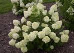 Laagblijvende pluimhortensia Little Lime, Ophalen of Verzenden, Hortensia, Struik, Minder dan 100 cm