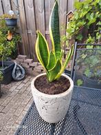 Prachtige Sansevieria in zware mooie stenen pot., Ophalen, Vetplant, Halfschaduw, In pot