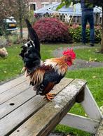 Lieve serama haan, Mannelijk, Kip