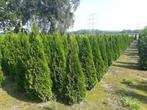 Coniferen Thuja smaragd tot 250cm hoog, Ophalen, Conifeer, 100 tot 250 cm