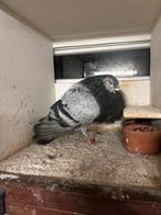 Gaditano.s, Dieren en Toebehoren, Vogels | Duiven, Mannelijk