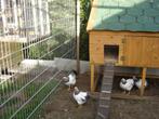 wyandotte columbia zwart, Dieren en Toebehoren, Pluimvee, Meerdere dieren, Kip