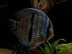 Symphysodon Discus 10 cm, Dieren en Toebehoren, Vissen | Aquariumvissen, Vis, Zoetwatervis, Schoolvis
