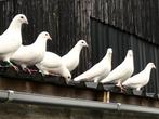 Trouwduiven, Verzenden, Nieuw, Wit, Accessoires