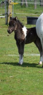 AMHA / NMPRS veulentjes, Merrie, Recreatiepony, Gechipt, 0 tot 2 jaar