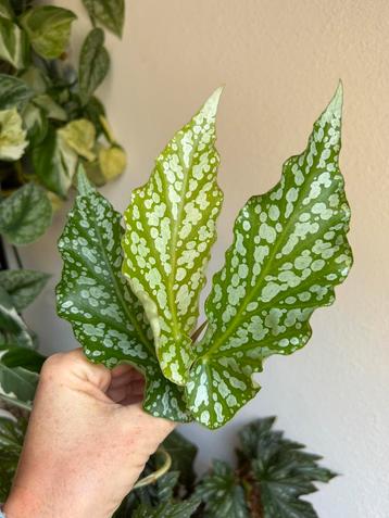 Begonia avalanche, verse kopstek beschikbaar voor biedingen