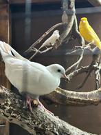 Prachtige jonge mannelijke tortelduif! Duiven, Dieren en Toebehoren, Vogels | Duiven, Mannelijk, Overige soorten