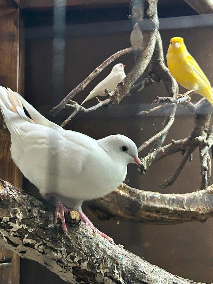 Prachtige jonge mannelijke tortelduif! Duiven, Dieren en Toebehoren, Vogels | Duiven, Overige soorten, Mannelijk