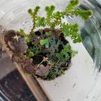 Selaginella uncinata in plastic beker, Huis en Inrichting, Kamerplanten, Ophalen of Verzenden, Halfschaduw, Minder dan 100 cm