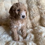 Goldendoodle Medium Pups, Overige rassen, CDV (hondenziekte), 8 tot 15 weken, Meerdere