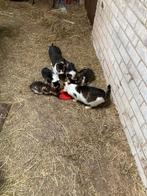 Kittens van de boerderij, Meerdere dieren, Kortharig, 0 tot 2 jaar