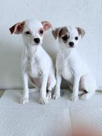 Twee schattige, speelse en lieve Chihuahua-pups, Dieren en Toebehoren, Honden | Chihuahua's en Gezelschapshonden, Rabiës (hondsdolheid)