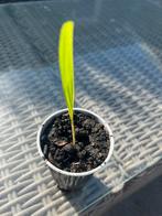 Palmboom Trachycarpus Fortunei, Tuin en Terras, Planten | Tuinplanten, Ophalen of Verzenden, Bloeit niet, Overige soorten, Volle zon