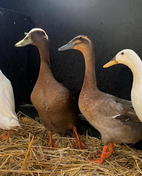 Loopeend woerd, Dieren en Toebehoren, Pluimvee, Eend, Mannelijk