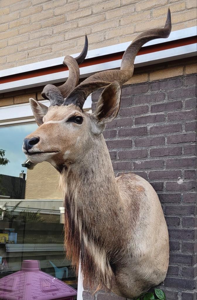 Opgezete kop van een koedoe ! Kudu opgezet taxidermy., Verzamelen, Dierenverzamelingen, Zo goed als nieuw, Opgezet dier, Wild dier