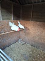 Ned.Witte leghorn groot, Dieren en Toebehoren, Vrouwelijk, Kip
