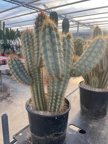 Cactus Pilosocereus gounellei var. Zehntneri   potmaat 27cm. beschikbaar voor biedingen