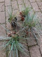 Te koop 4x vaste plant Festuca glauca Blauw schapengras, Tuin en Terras, Planten | Tuinplanten, Ophalen, Volle zon