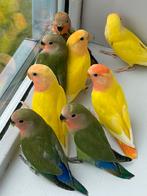 Prachtige Agapornis Dwergpapegaai Diverse Kleuren Hand Tamme, Dieren en Toebehoren, Vogels | Parkieten en Papegaaien, Meerdere dieren
