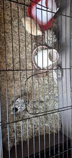 Kwartels, Dieren en Toebehoren, Pluimvee, Meerdere dieren, Overige soorten