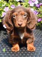 Kaninchen Teckel Reutje op Zoek naar Zijn Forever Home, Dieren en Toebehoren, Honden | Teckels en Dashonden, Kaninchen, Reu, 8 tot 15 weken