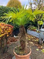 Tragycapus Fortunei / Chinese waaierpalm, Ophalen, Zomer, Overige soorten, Volle zon