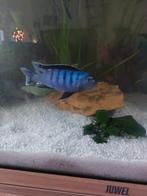 2 blauwe ciclyden ongeveer 10 cm, Dieren en Toebehoren, Vissen | Aquaria en Toebehoren, Ophalen, Plant(en), Steen of Hout