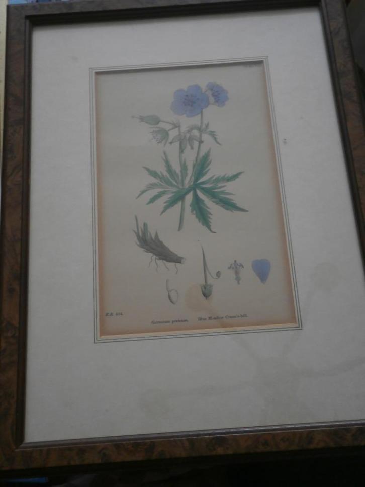 Gekl. Gravure Blue Medow, In mooi lijstje, Antiek en Kunst, Kunst | Etsen en Gravures, Ophalen of Verzenden