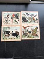 4 schoolplaten vogels formaat 33x42 cm pst 15 euro pauw, Natuur en Biologie, Ophalen of Verzenden